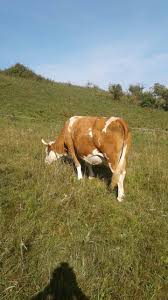 Romanian Baltata Cows