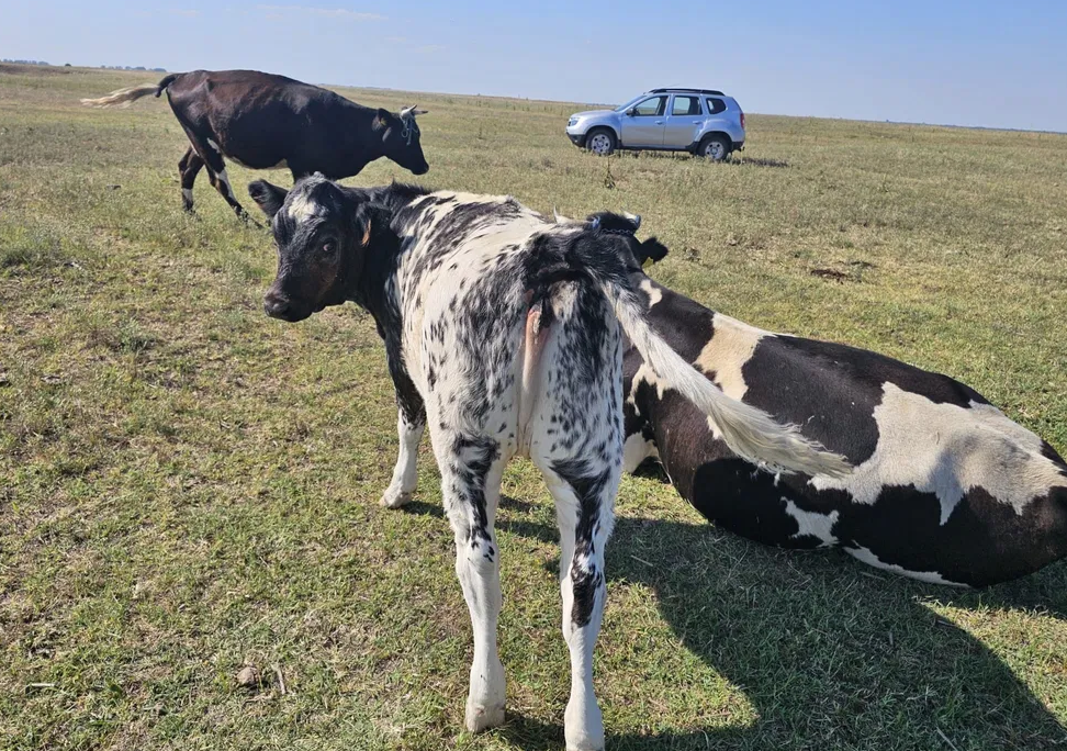 Angus crossbred calves