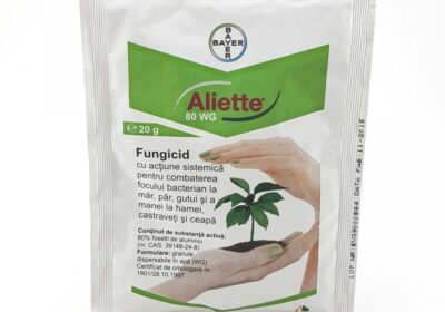 aliette20-1-800×800-1